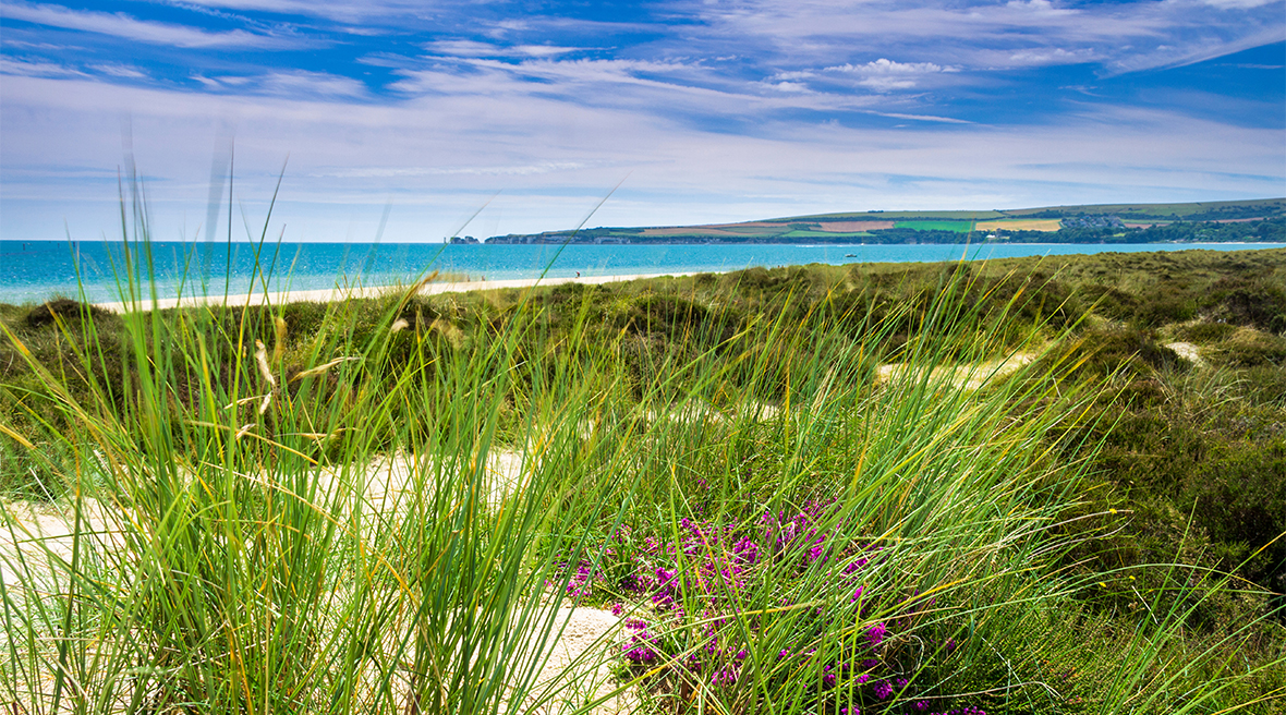 Vue sur la mer turquoise et le sable blanc de la plage de Studland Bay avec herbes et bruyères au premier plan